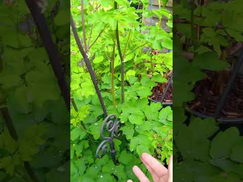 Wiesenraute , Thalictrum Black stockings