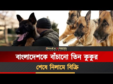 দেশ রক্ষাকারী কুকুরদের শেষ পরিণতি কী