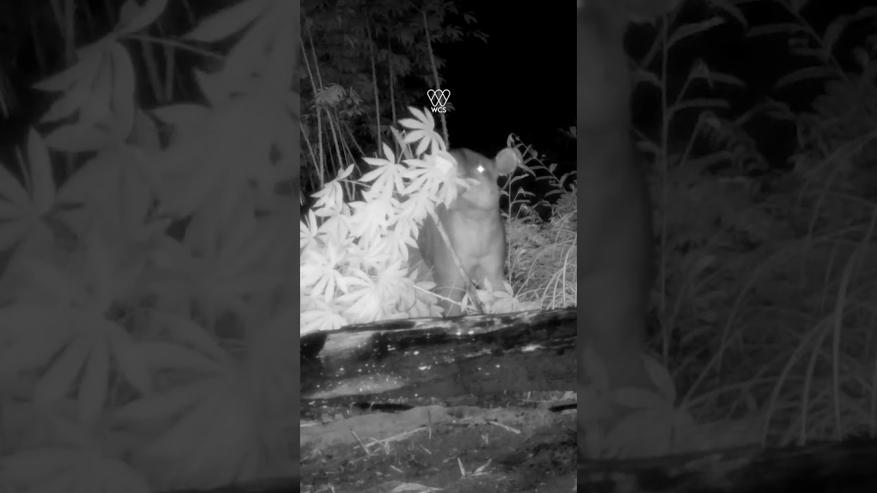 Se creía que era el danto pero las cámaras trampa cuentan otra historia