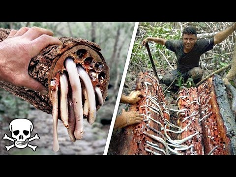 YouTube video about: Can dogs eat fried clam strips?