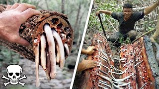 10 Most Dangerous Trees You Should Never Touch video