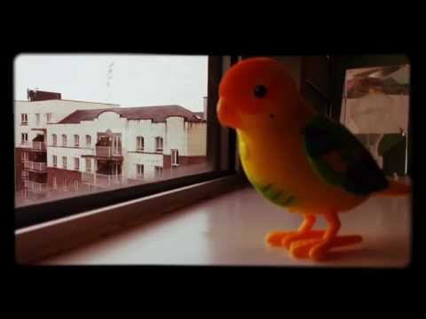 Canarul galben ca un galbenus...