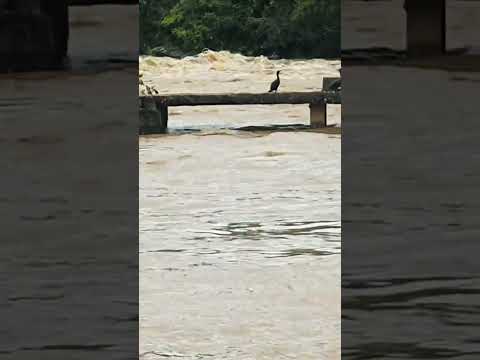 Rio piranga MG 🌦️🌦️#agro #roça #rs #shorts #fazenda #minasgerais #sitio