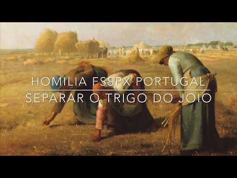 Homilia Dominica V quae superfuit Post Epiphaniam - Separar o Trigo do Joio