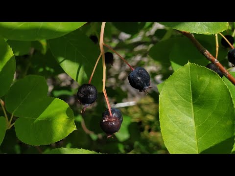 Felsenbirne (Amelanchier lamarckii) - Rosinen für Oldenburg