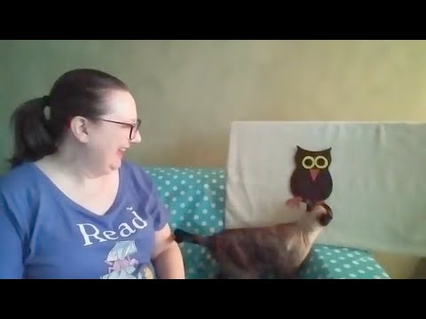 Felt Board Fun with Ginny: Wide-Eyed Owl