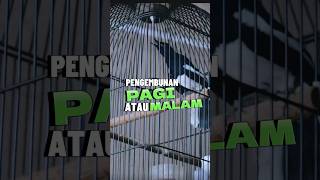 Download lagu Maanfaat Pengembunan Utk Kacer #kacer #kacermania #magpierobin #pengembunan #embunburung #kacerjuara mp3