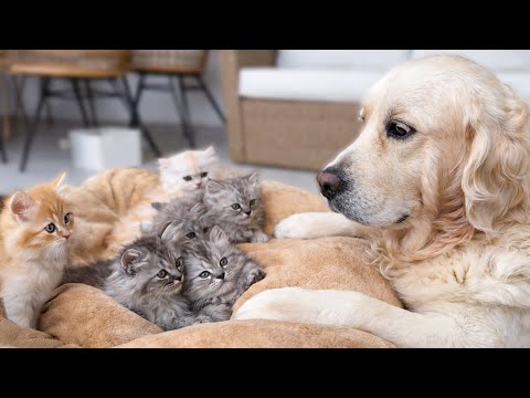 YouTube 썸네일