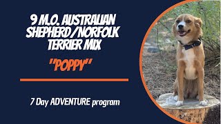 AUSTRALIAN SHEPHERD/NORFOLK TERRIER MIX/ DOG TRAINING