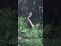 King cobra dance