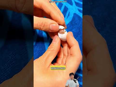Папагалът, който снесе яйце в ръката на стопанката си 🥺🐣