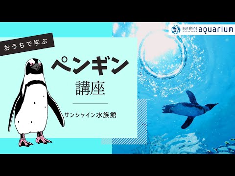 パタゴニアのマゼランペンギン