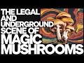 Magic Mushroom Documentary 2024 FULL FREE MOVIE