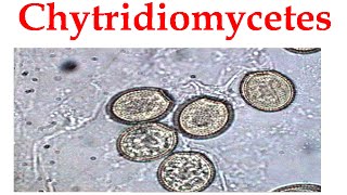 chytridiomycetes
