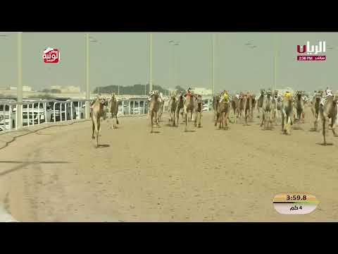 ش 15 (دانات) لـ سعيد أحمد محمد السلمي العامري 5:49:98 ,مهرجان الأمير الوالد 2026/2/3 حقايق الشحانية