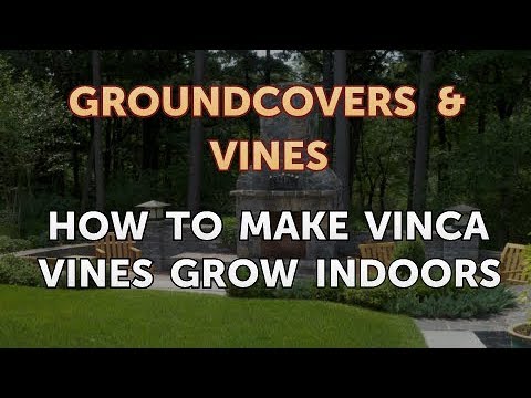 How to Grow a Trumpet Vine