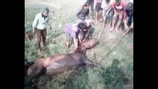 preview picture of video 'tragedi kuda masuk lumpur (di arcamanik bandung)'