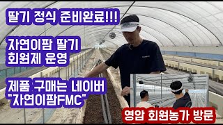 딸기 시작의 준비!!! 토양 소독 배지 소독 완료!!! 정식전 관…