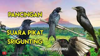 Download lagu SUARA PIKAT BURUNG SRIGUNTING RIBUT/TARUNG, PALING AMPUH || PANCINGAN SRIGUNTING LIAR. mp3