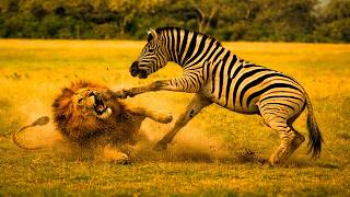 8 MOMENTOS INACREDITÁVEIS COM FELINOS NA NATUREZA