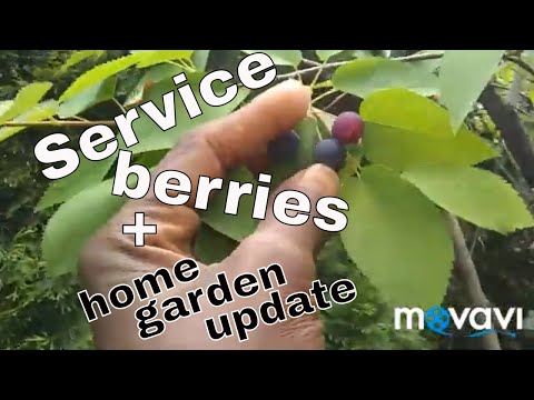 6/7/2019: Amelanchier berries again! + things growing on at home