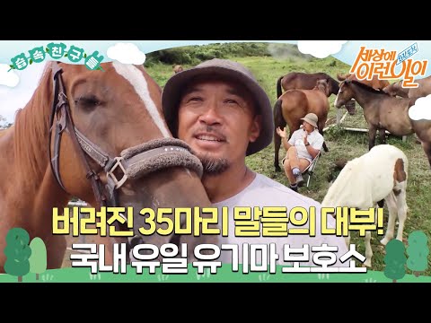 , title : '[습속친구들] 버려진 35마리 말들의 대부, 국내 유일 유기마 보호소🐴 #순간포착세상에이런일이 #WhatonEarth #SBSstory'