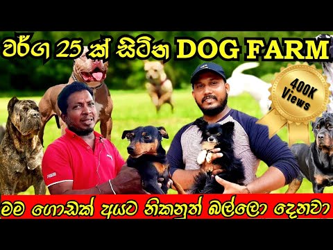 🔥 වර්ග 25 ක්‌ සිටින dog farm | jude farm | අඩුම සහ අලුත්ම මිල ගණන් දැනගමුද @favoritpetbook  #dog 