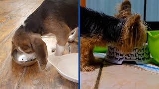 Choosing the Right Dog Bowl: dog bowls ceramic vs stainless 