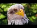 Bald Eagle Weißkopf Seeadler