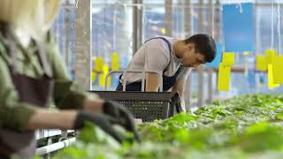 A Man Choosing Vegetable Plants Inside A Greenhouse | 4K Free Stock Video | Royalty Free Stock Video