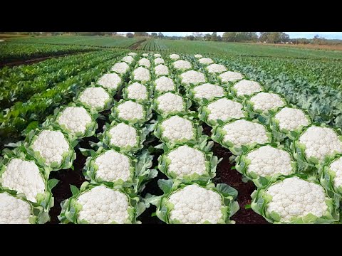 Cauliflower Farming