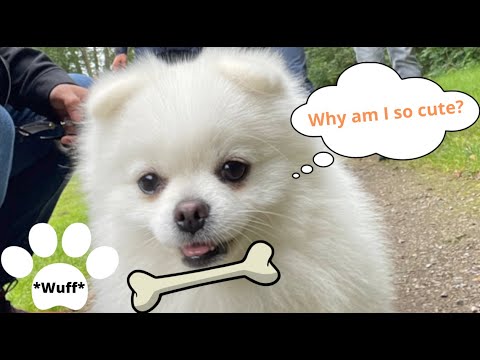 Fun Playtime: Dog Tricks With Yeti - Cutest & Smartest Dog