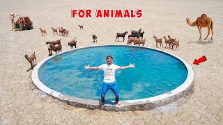 We Build Private Swimming Pool For Animals - In De