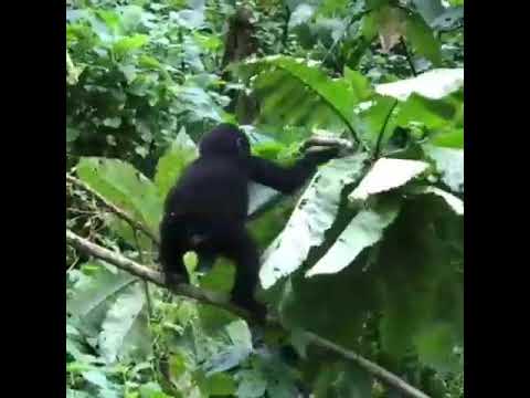 Gorilla Tracking In Bwindi | GoExplore Safaris