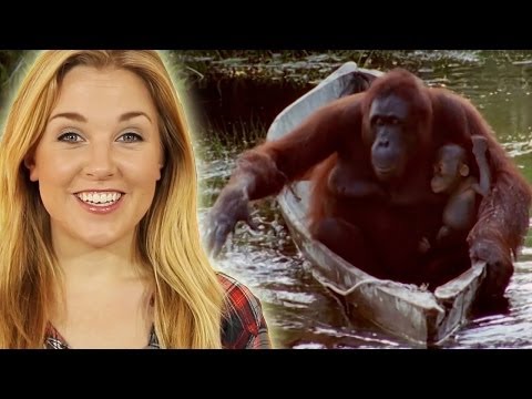 賢い動物トップ 10 |アースが接続されていない