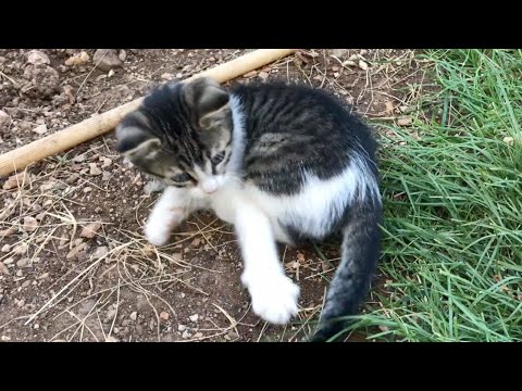 Kitten playing with her own tail
