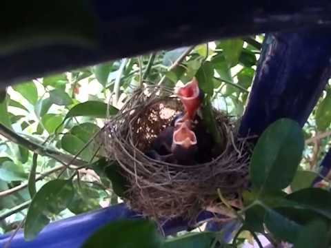 just born young birds in nest