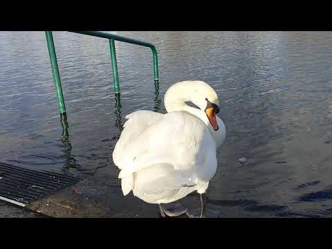 world most beautiful giants swans   #wildlife  #birds  #europetravel