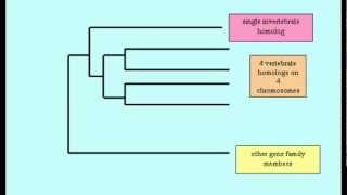 GENETIC EVIDENCE FOR EVOLUTION: GENE FAMILIES