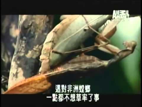 螳螂的交配