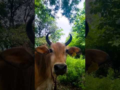 Funny Cow videos🐄Cat 🐈Dog🐕Monkey🐒Bug🐛 video #shorts #viral #cow #cowdance #cowvideos #cows #dog #bug