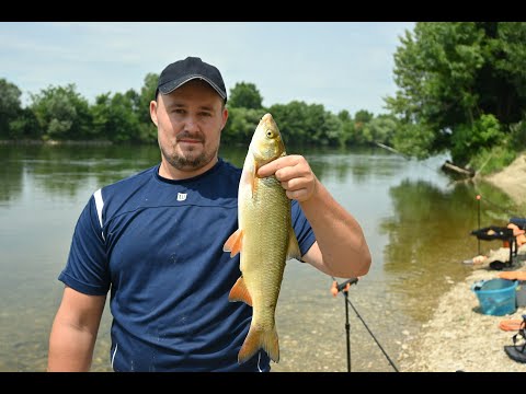 Pecanje bijele Savske ribe *Feeder Tehnika* (PLOTICA,SKOBALJ,ŠNAJDER) Feeder Fishing Sava Zagreb