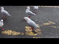 Seagulls Eat Burger King