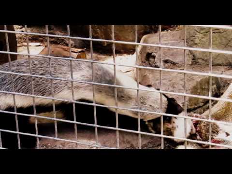 Honey Badger Houdini - Honey Badgers: Masters of Mayhem - Natural World
