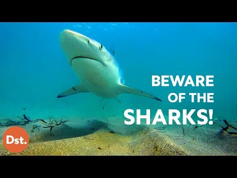 10 Most Dangerous Beaches for Deadly Shark Attacks