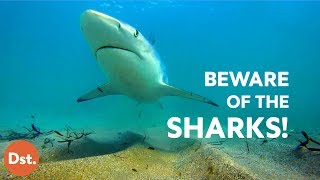 10 Most Dangerous Beaches for Deadly Shark Attacks