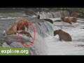 Don T Fall Off Brooks Falls Best Of Bear Cam