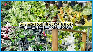 와!! 이제 꽃시장에서 이 식물들이 판매되기 시작했습니다!! 폭풍 식물쇼핑!!