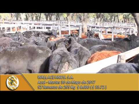 30-05-17 Venta de Machos - Wallace Hnos. S.A. - Azul