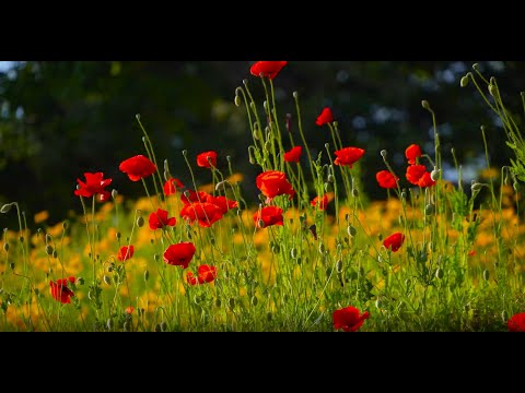 Poppy Meadow & Birdsong / Poppy Field Background / Sounds for Deep Sleep, Studying, Relaxing 1 Hour